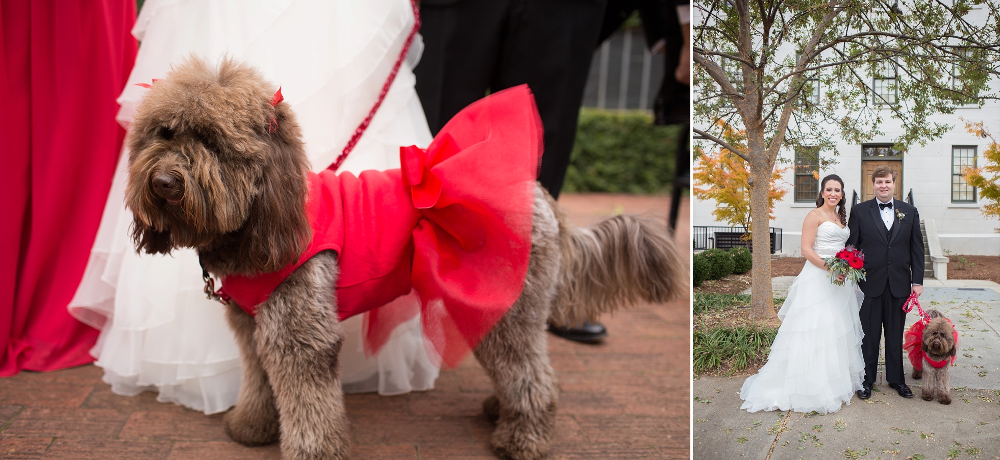 dog athens wedding