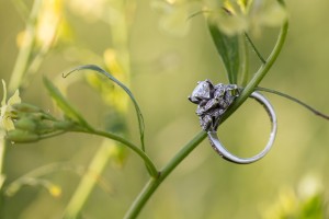 engagement ring photo shot