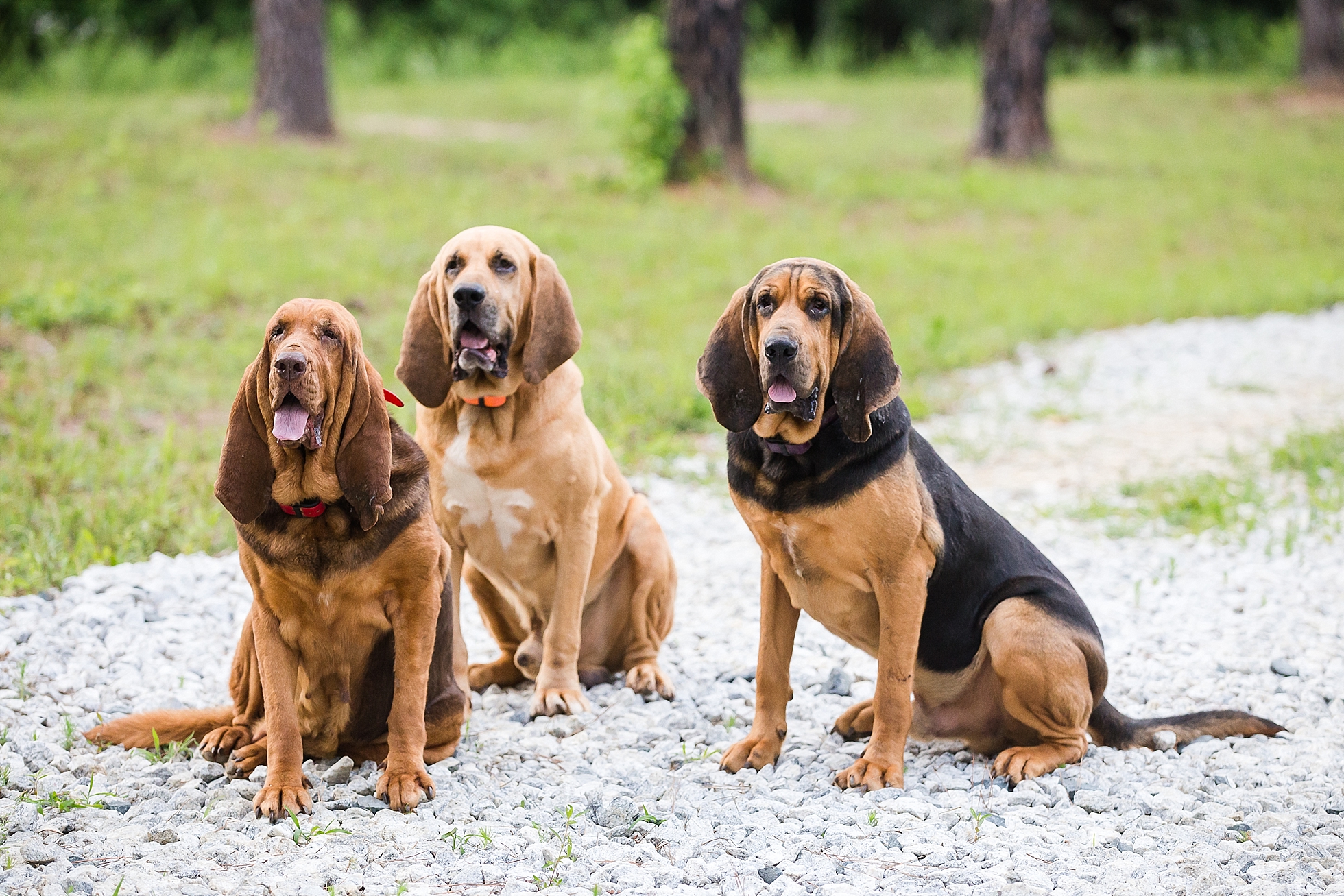 hound dogs photos
