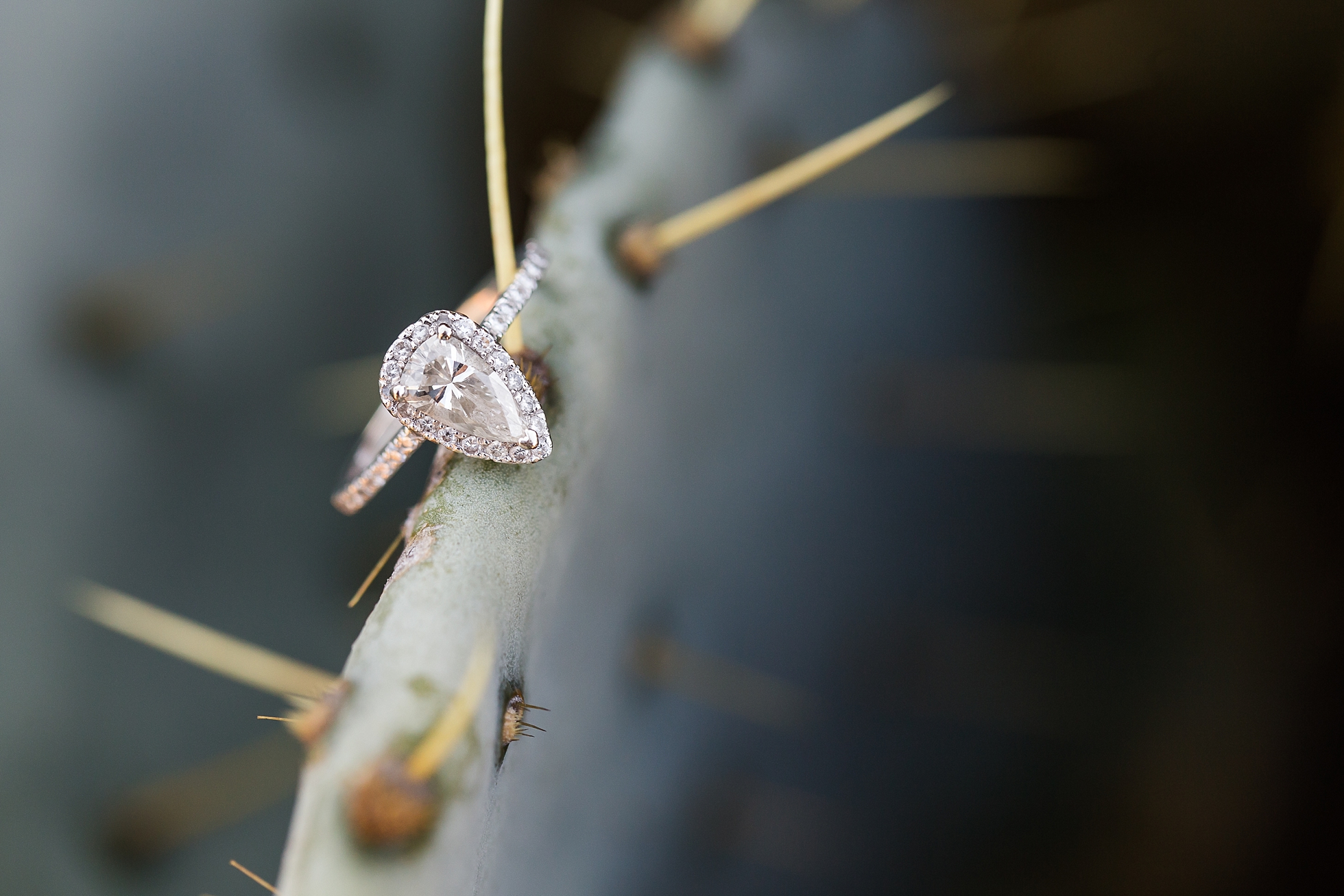 cactus engagement ring photo