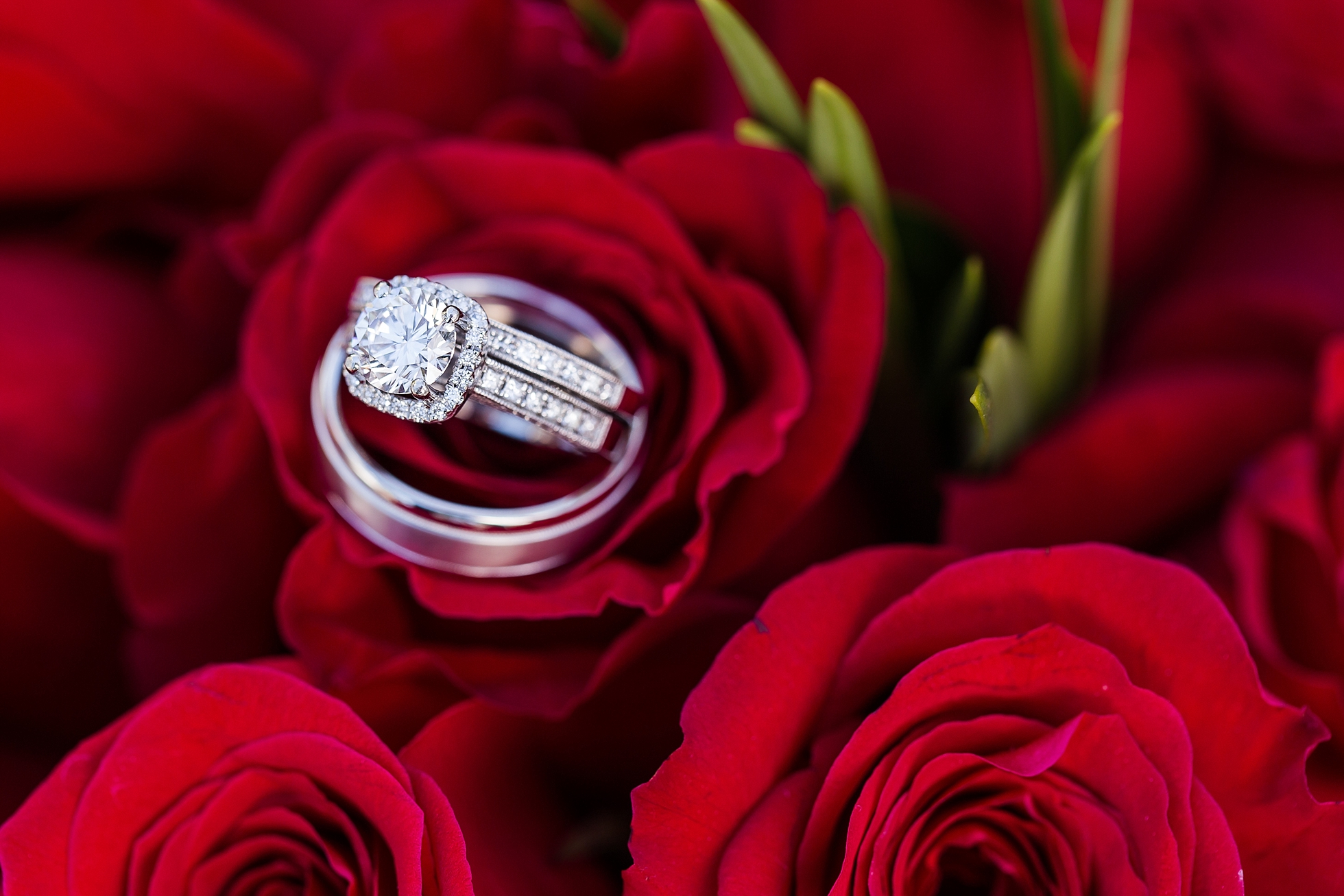 red roses wedding rings