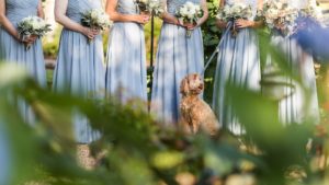 dog flower girl wedding ceremony