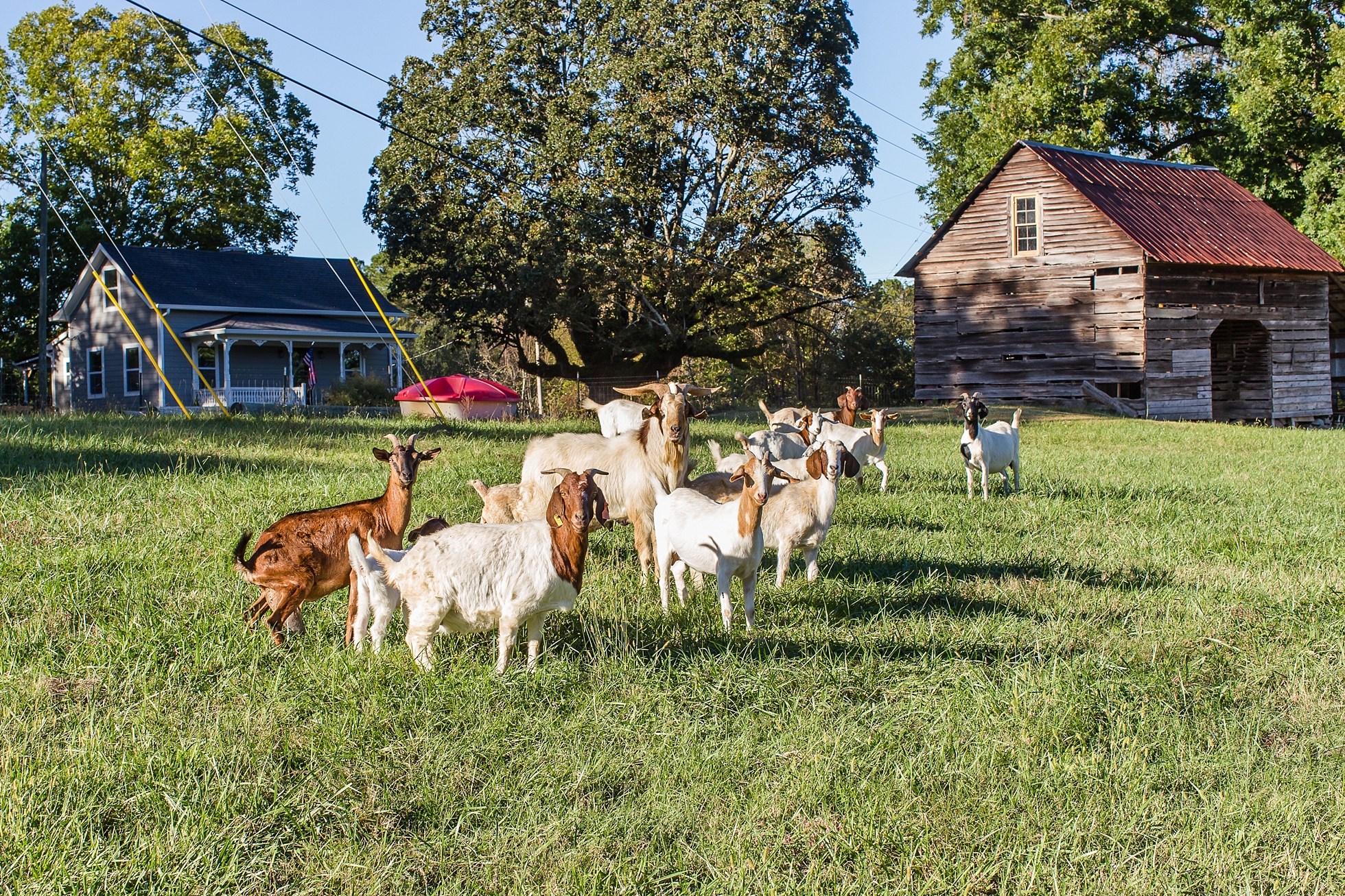 goats engagement photos farm