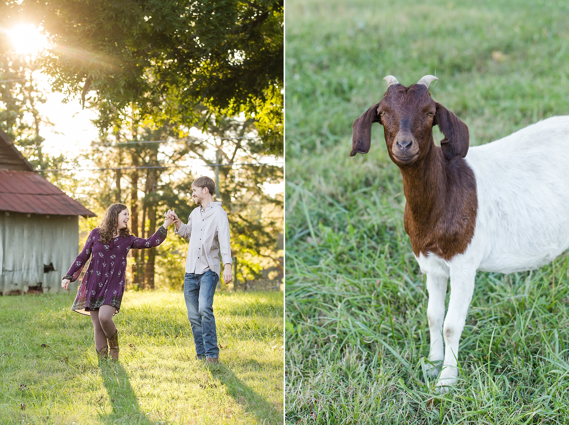 farm goat engagement photos