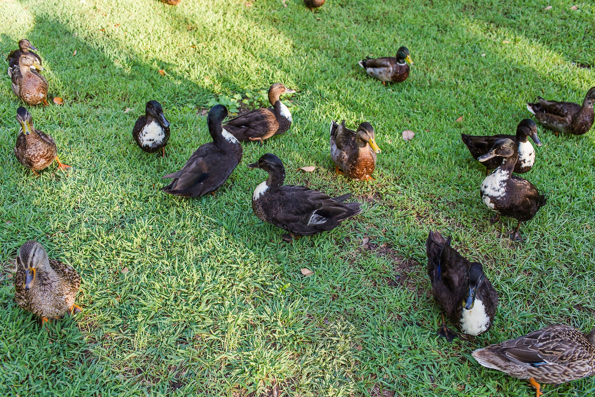 ducks inman park atlanta