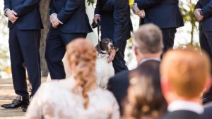 dog ring bearer ceremony wedding