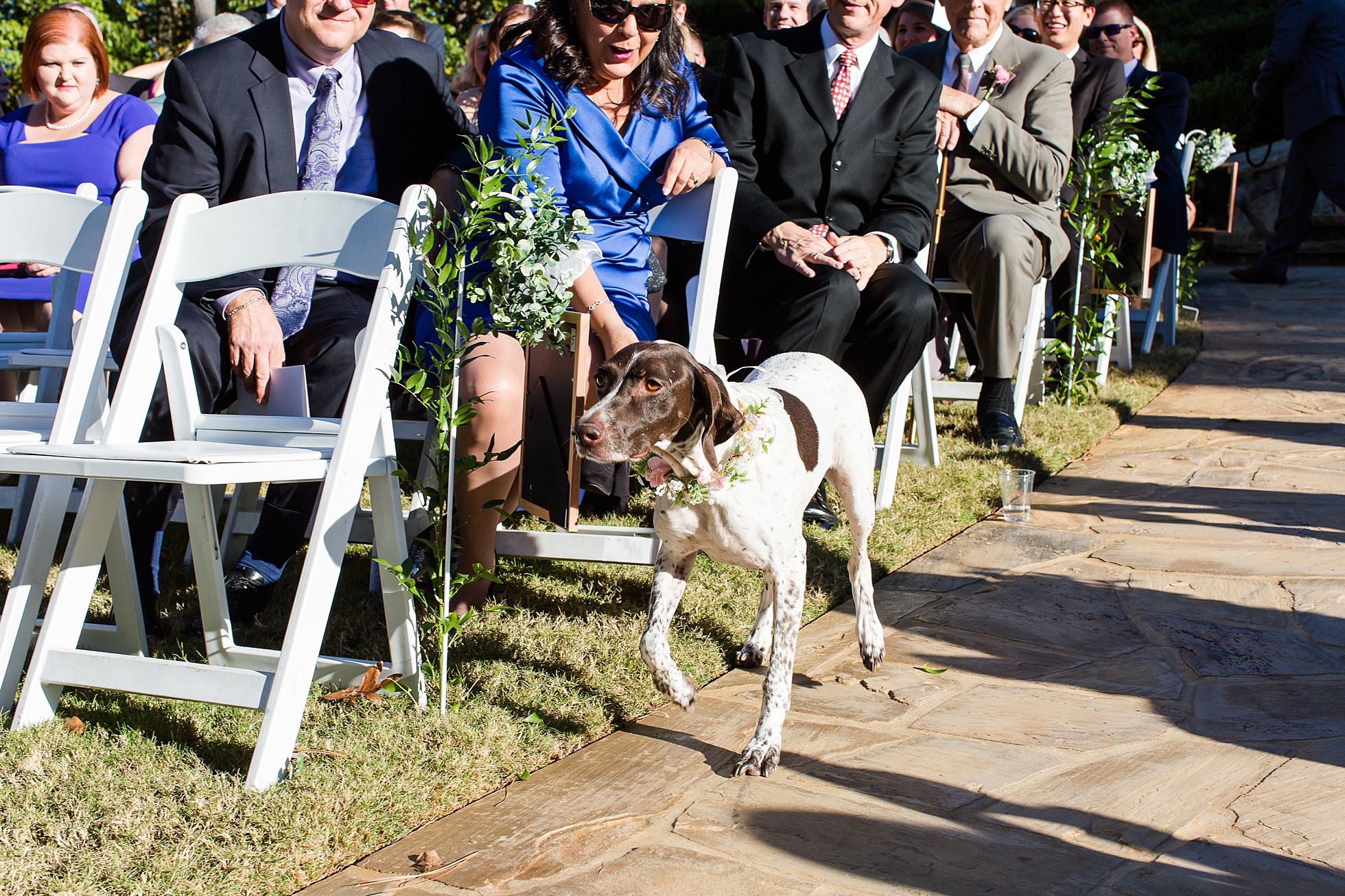 dog ceremony ring bearer wedding