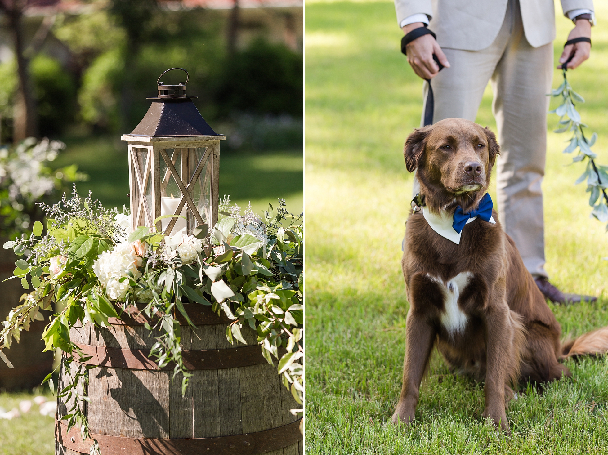 outdoor wedding ceremony georgia dog