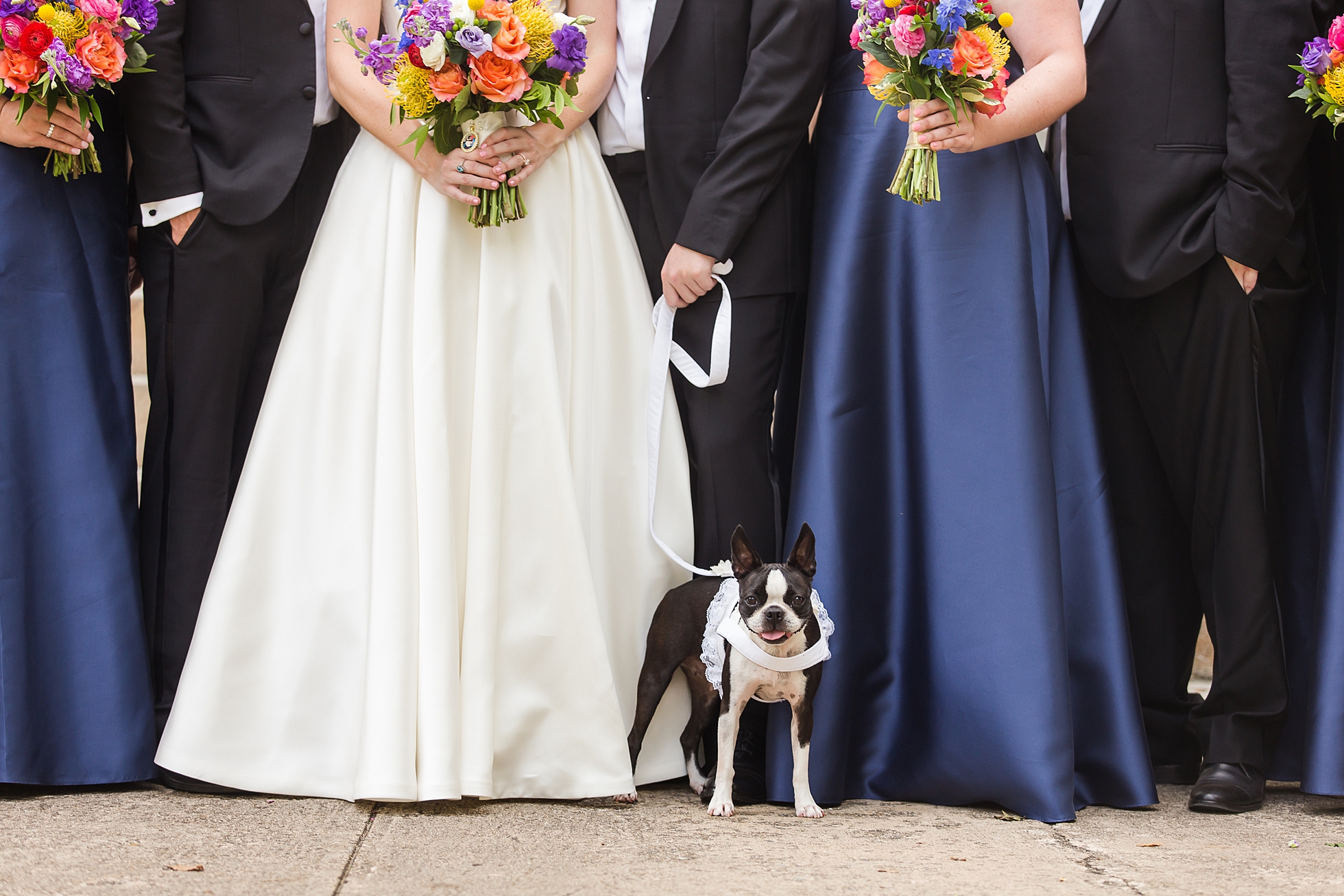 wedding party dog ring bearer