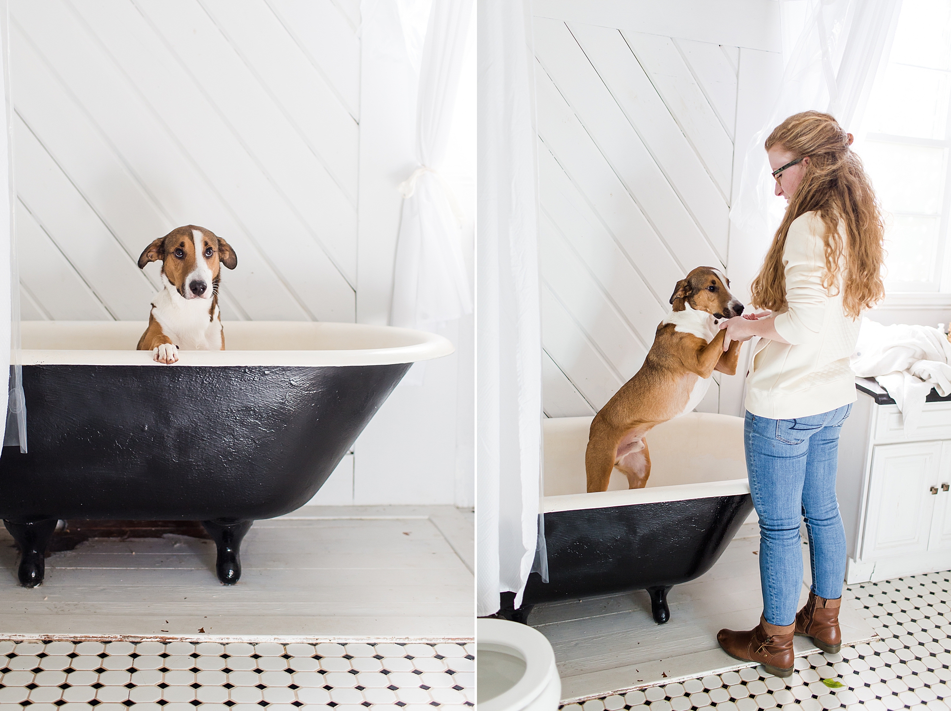 lifestyle pet dog photographer in home