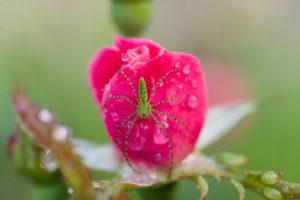 macro green spider on rose