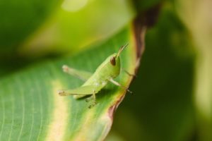 macro grasshopper nature photographer