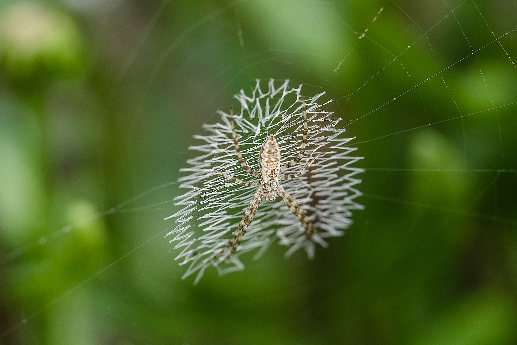 spider web macro photography