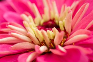 macro photo of flower pink
