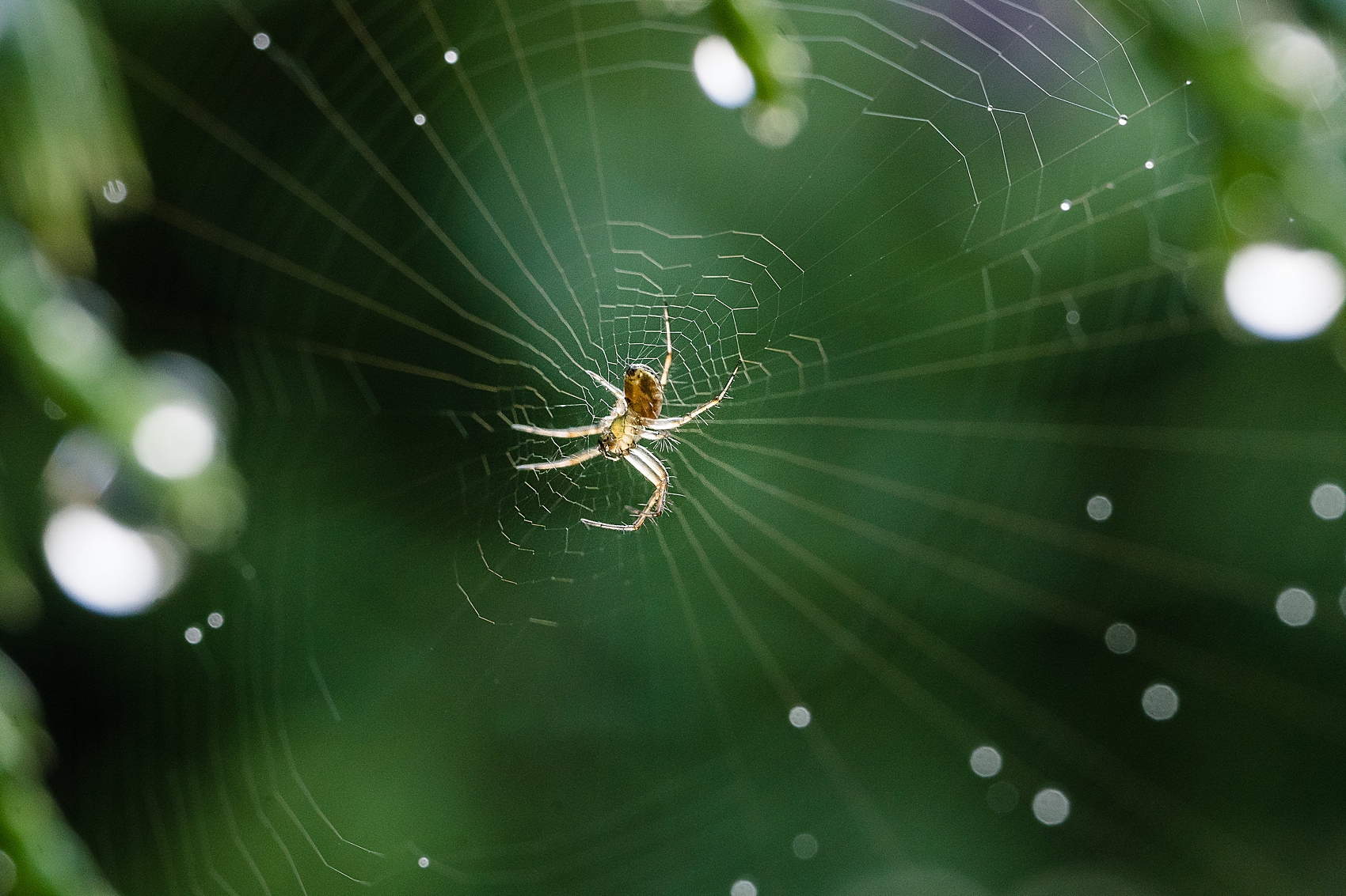 macro spider web photography