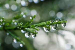 macro photo of dew drops