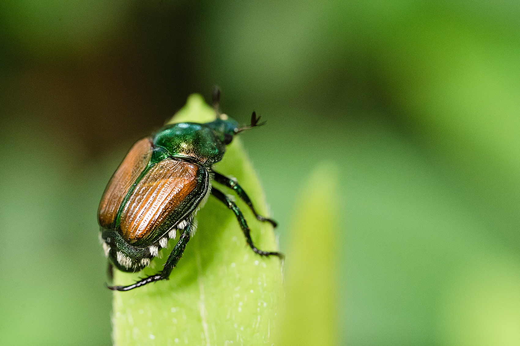 beetle macro bug photography