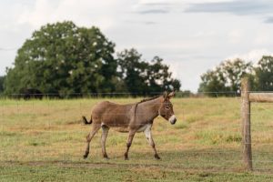 farm donkey rural session