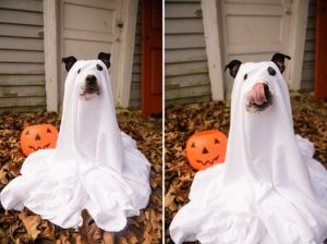 ghost costume on dog halloween