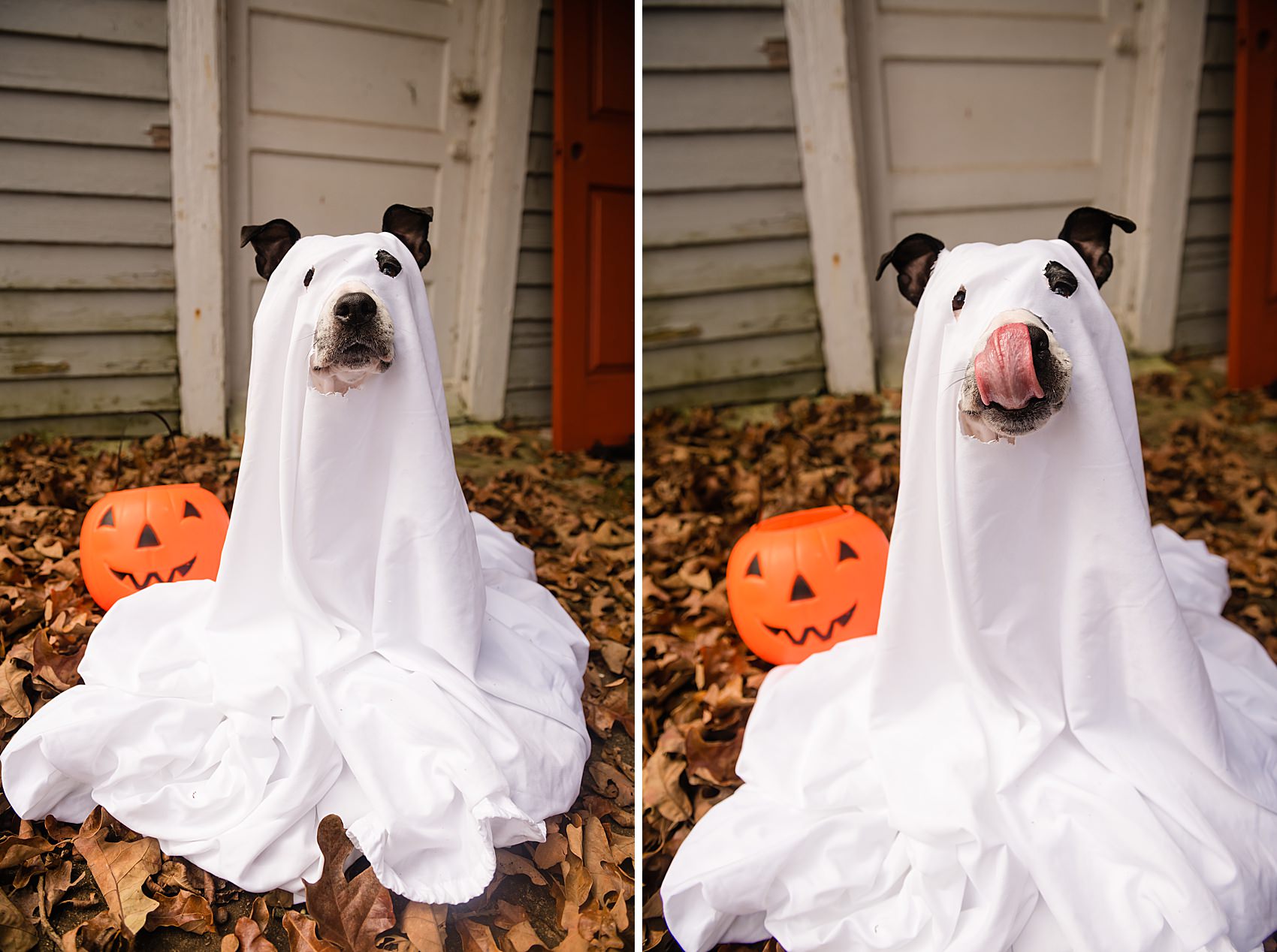 ghost costume on dog halloween