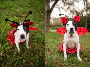 ladybug costume on dog halloween
