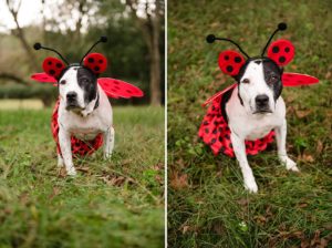 ladybug costume on dog halloween