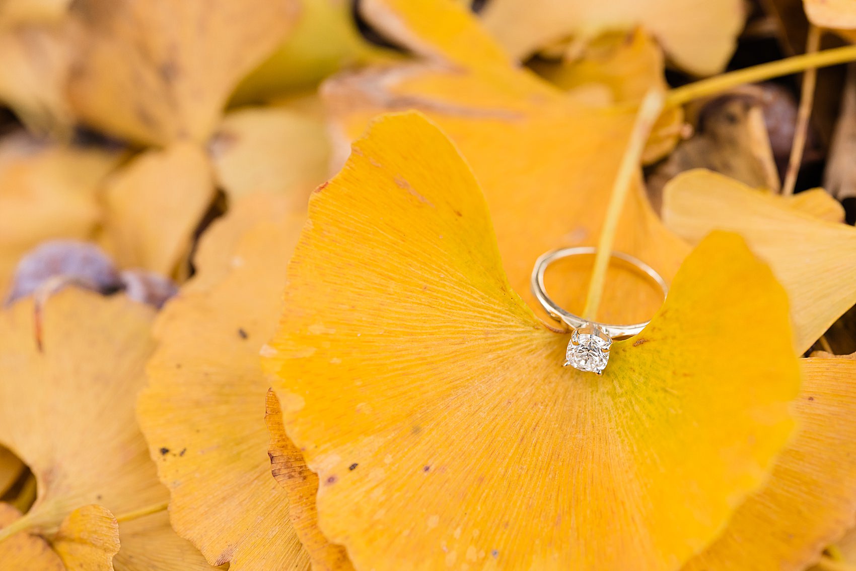 ginkgo tree leaves yellow fall engagement 
