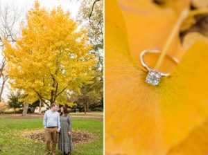 ginkgo tree leaves yellow fall engagement