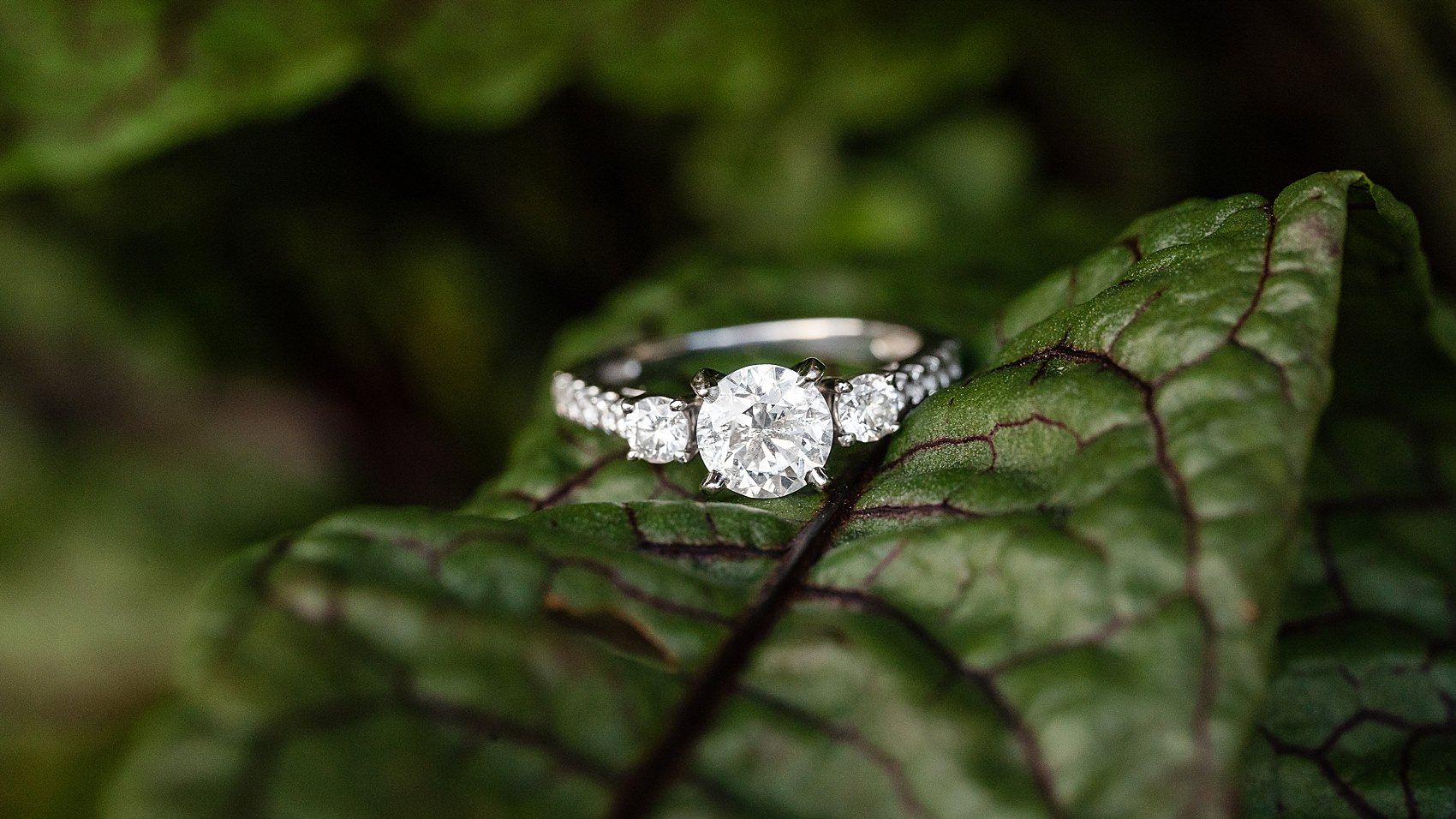 engagement ring on leaves