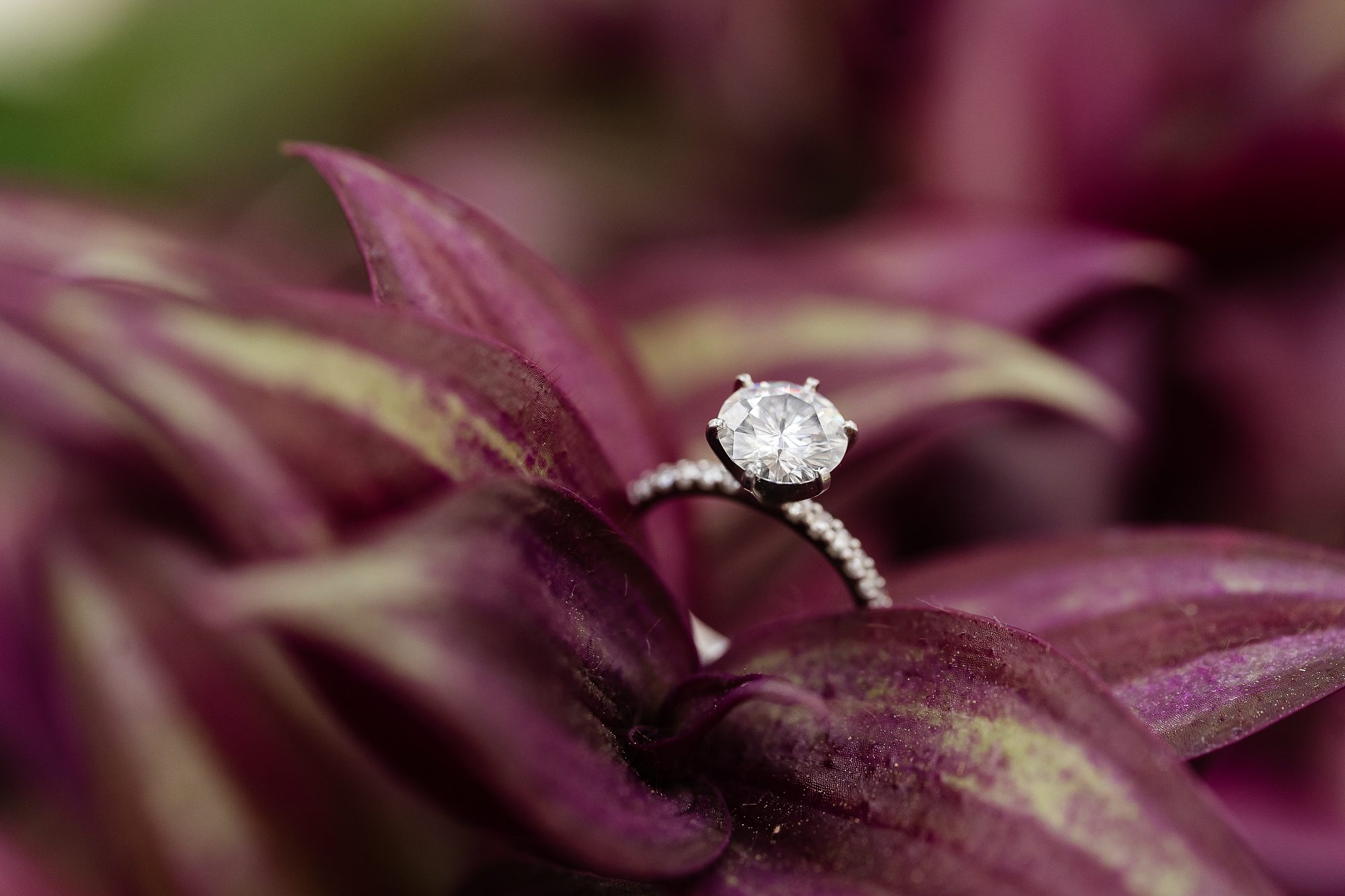 engagement ring purple plant