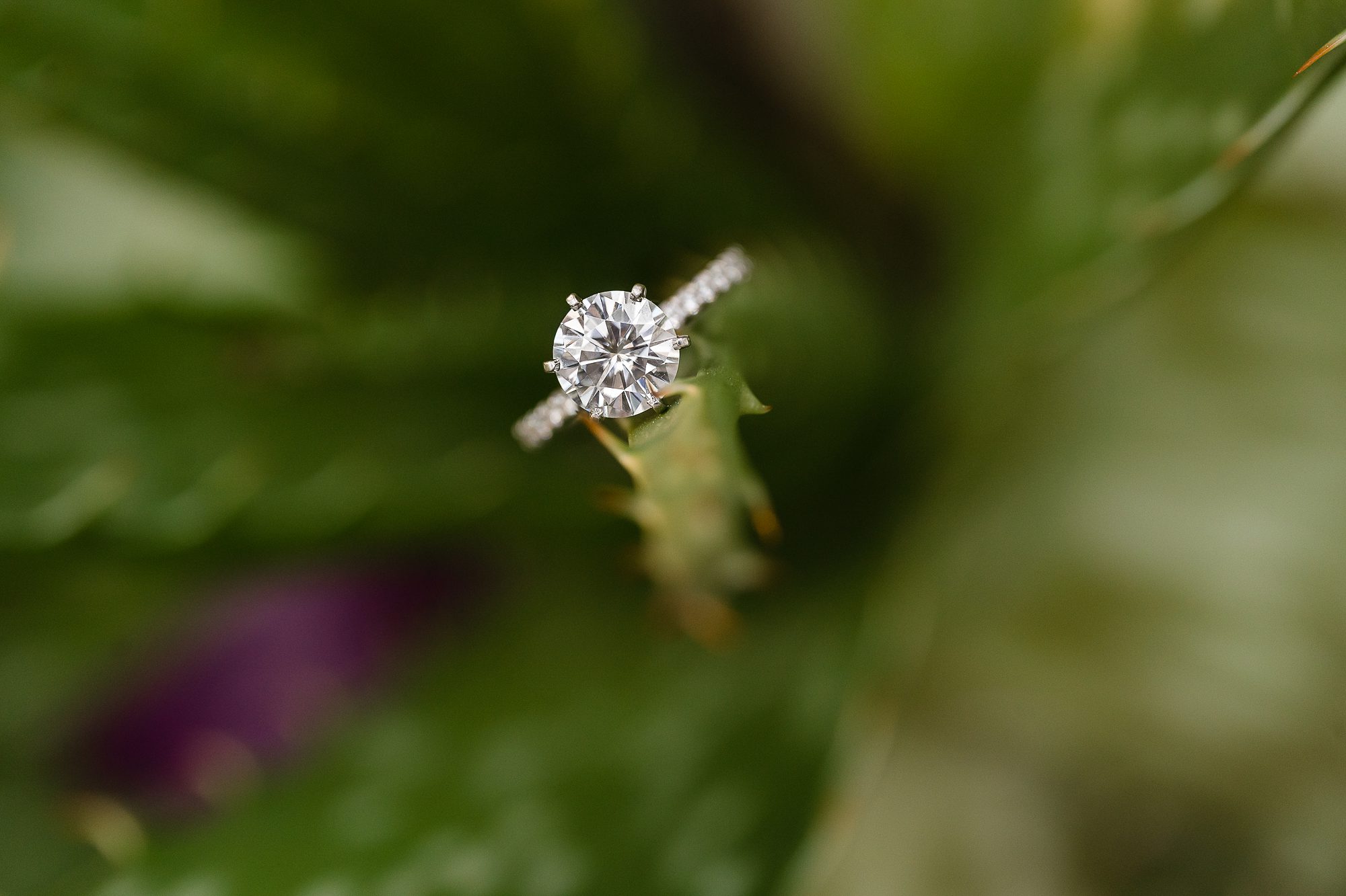 engagement ring succulent 