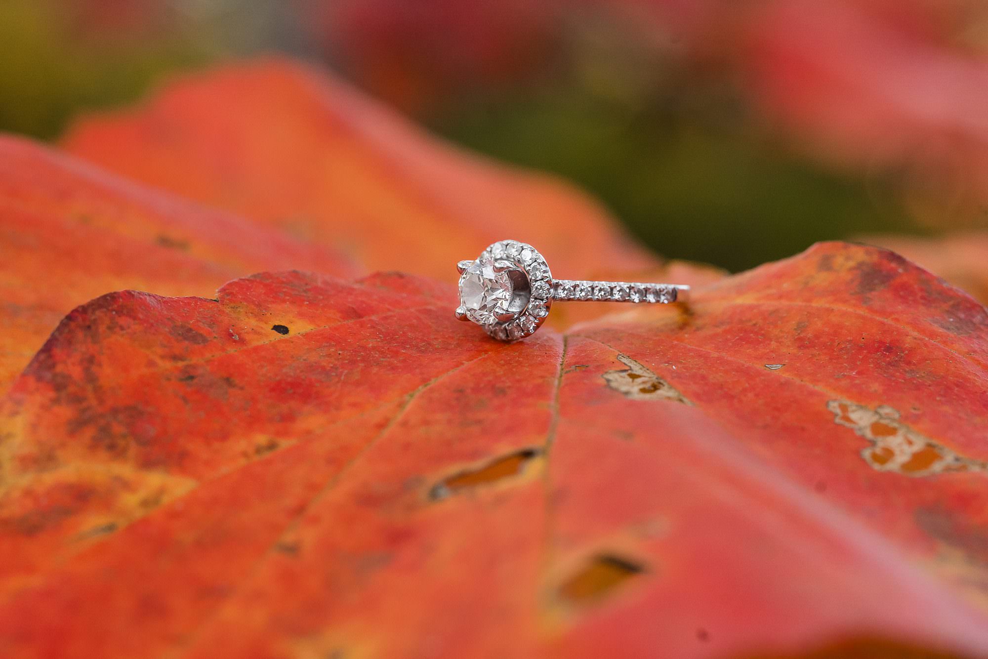 engagement ring on red leaf fall