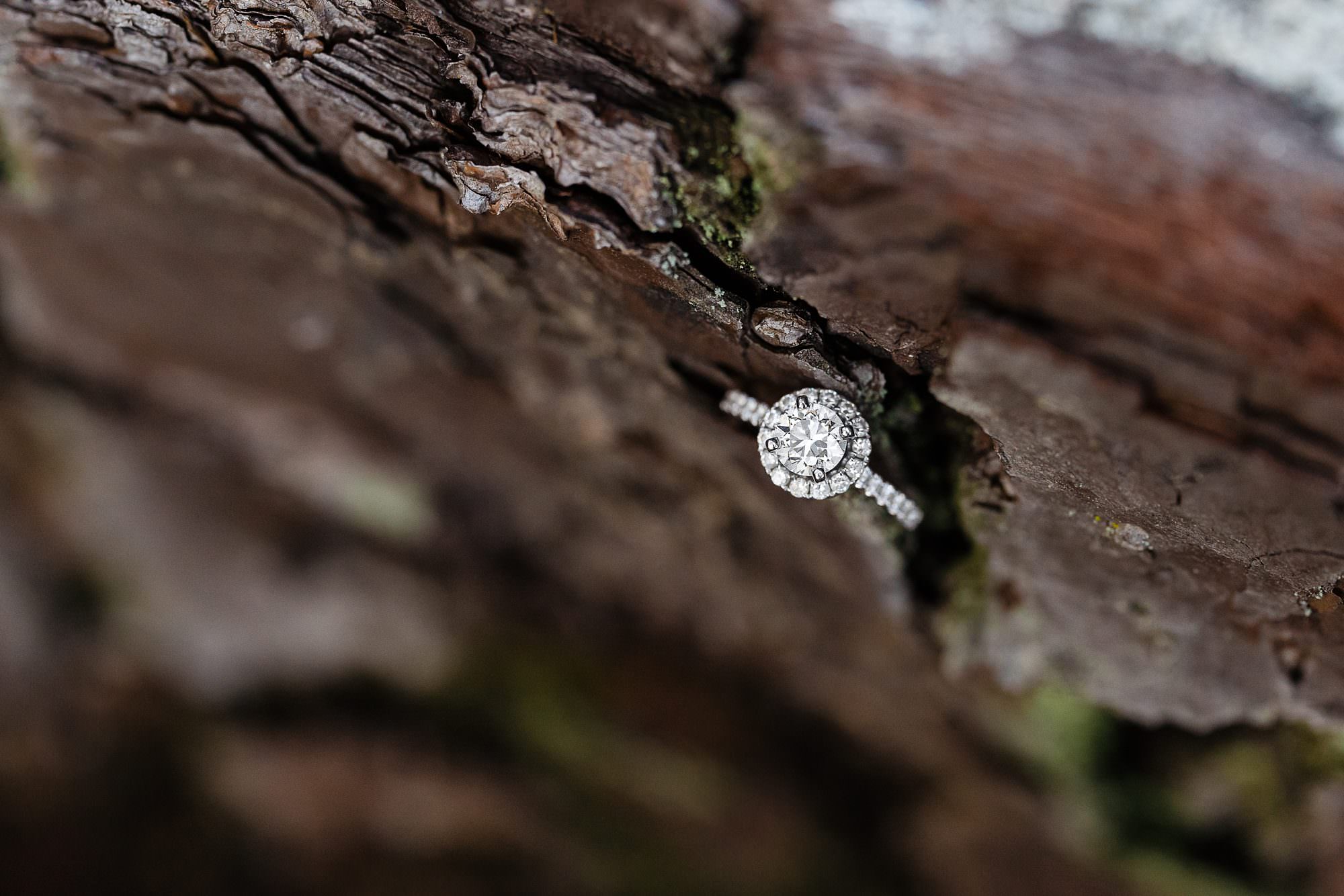 engagement ring on tree bark