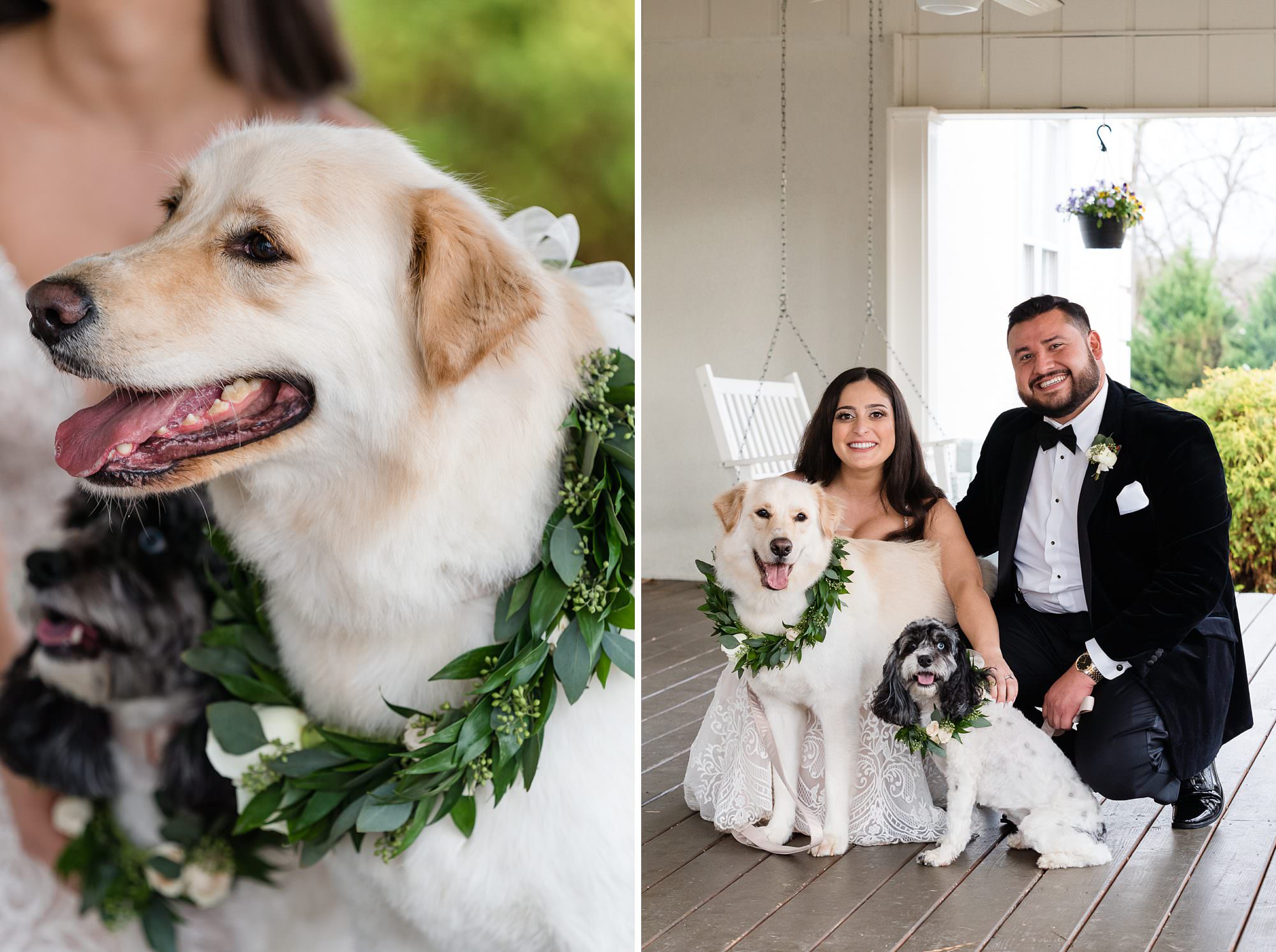 dogs wedding bride groom