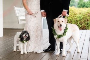 dogs wedding bride groom