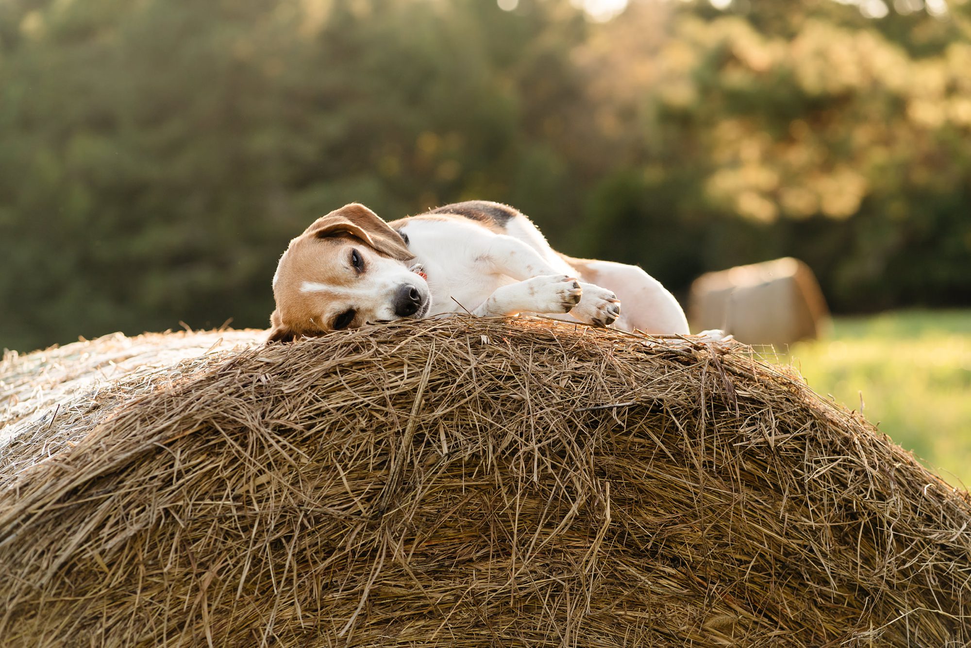 hay bale beagle field