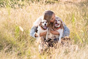 beagles field grass dogs sunset