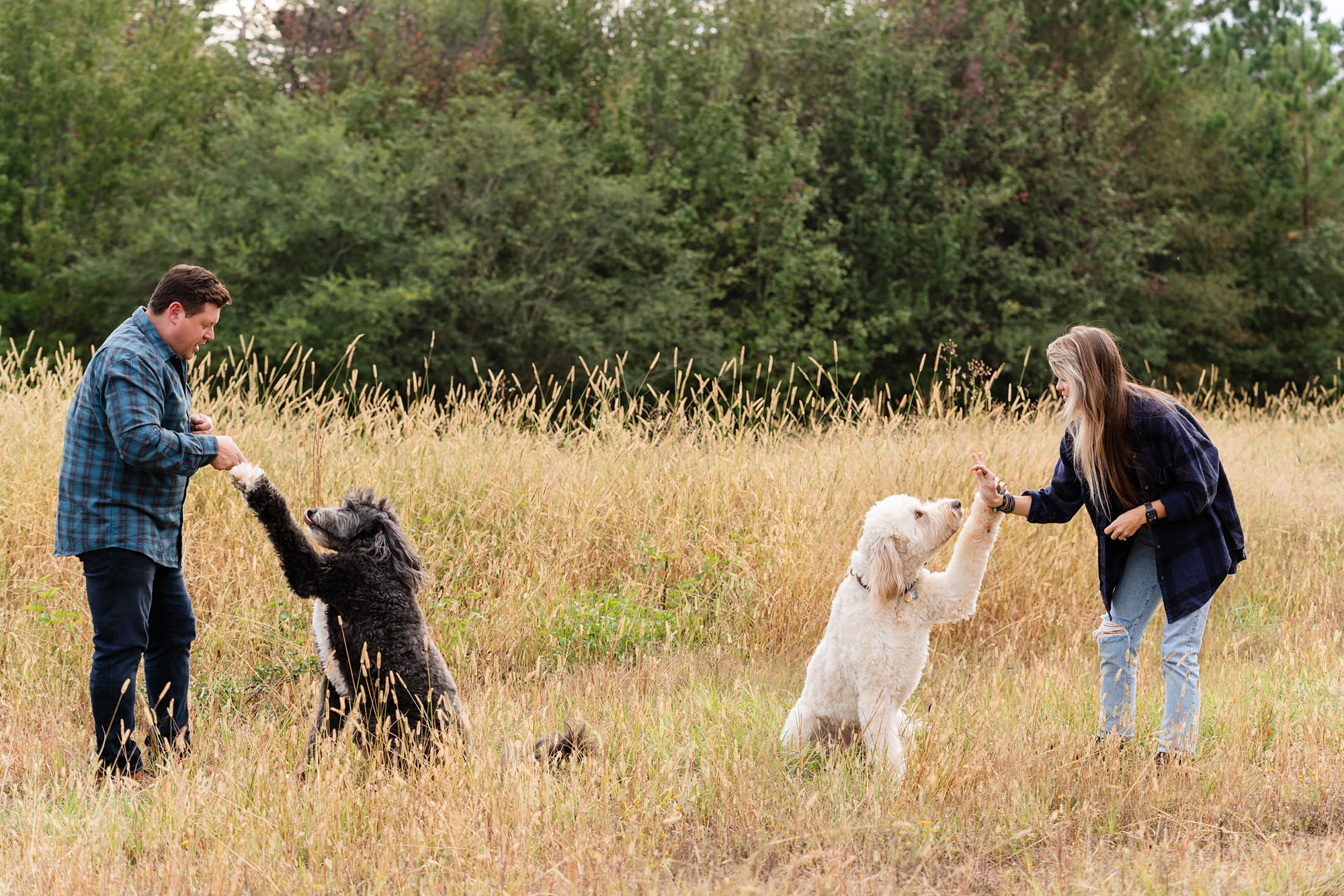 family dog photography field