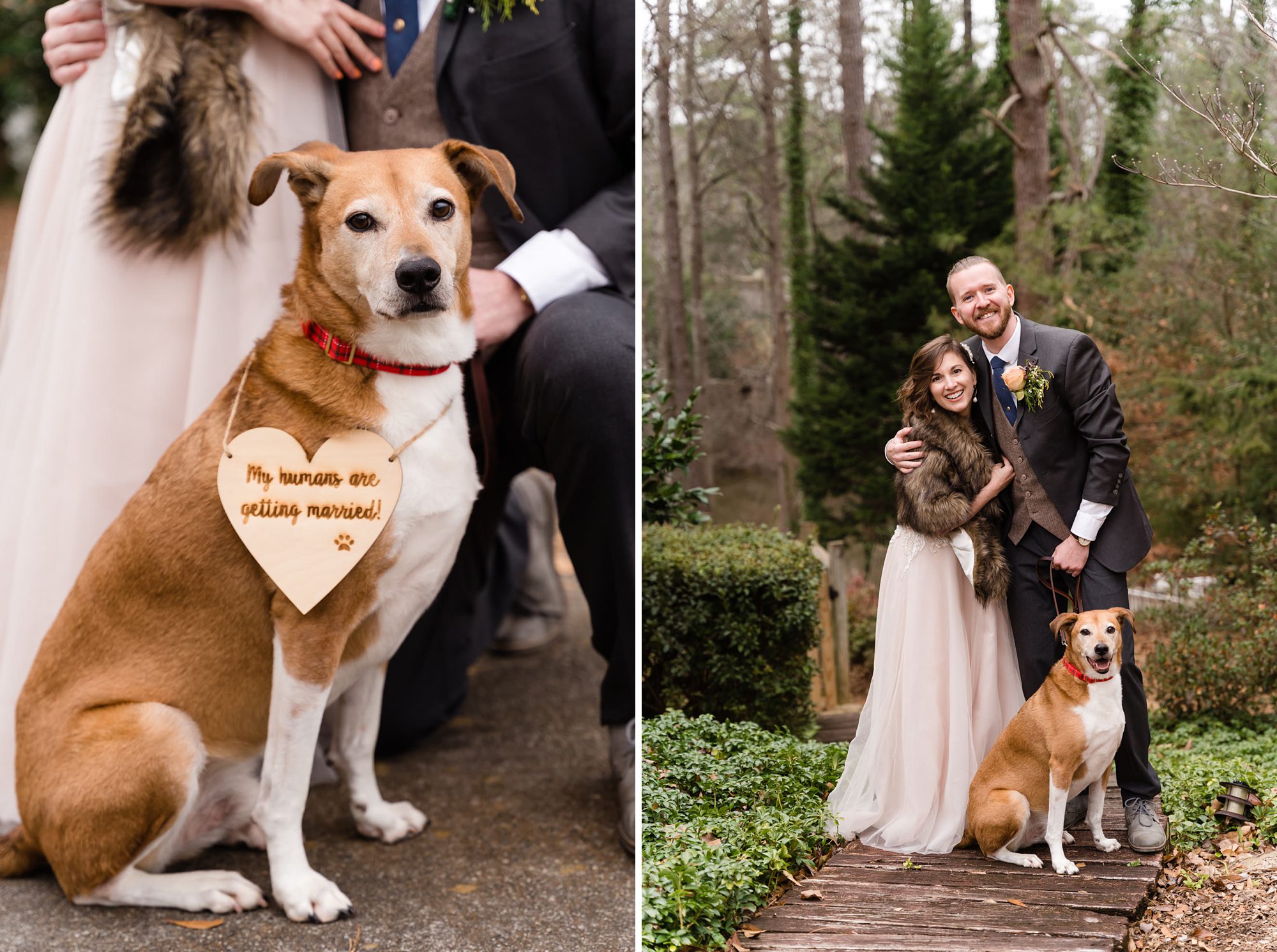 wedding bride groom dog