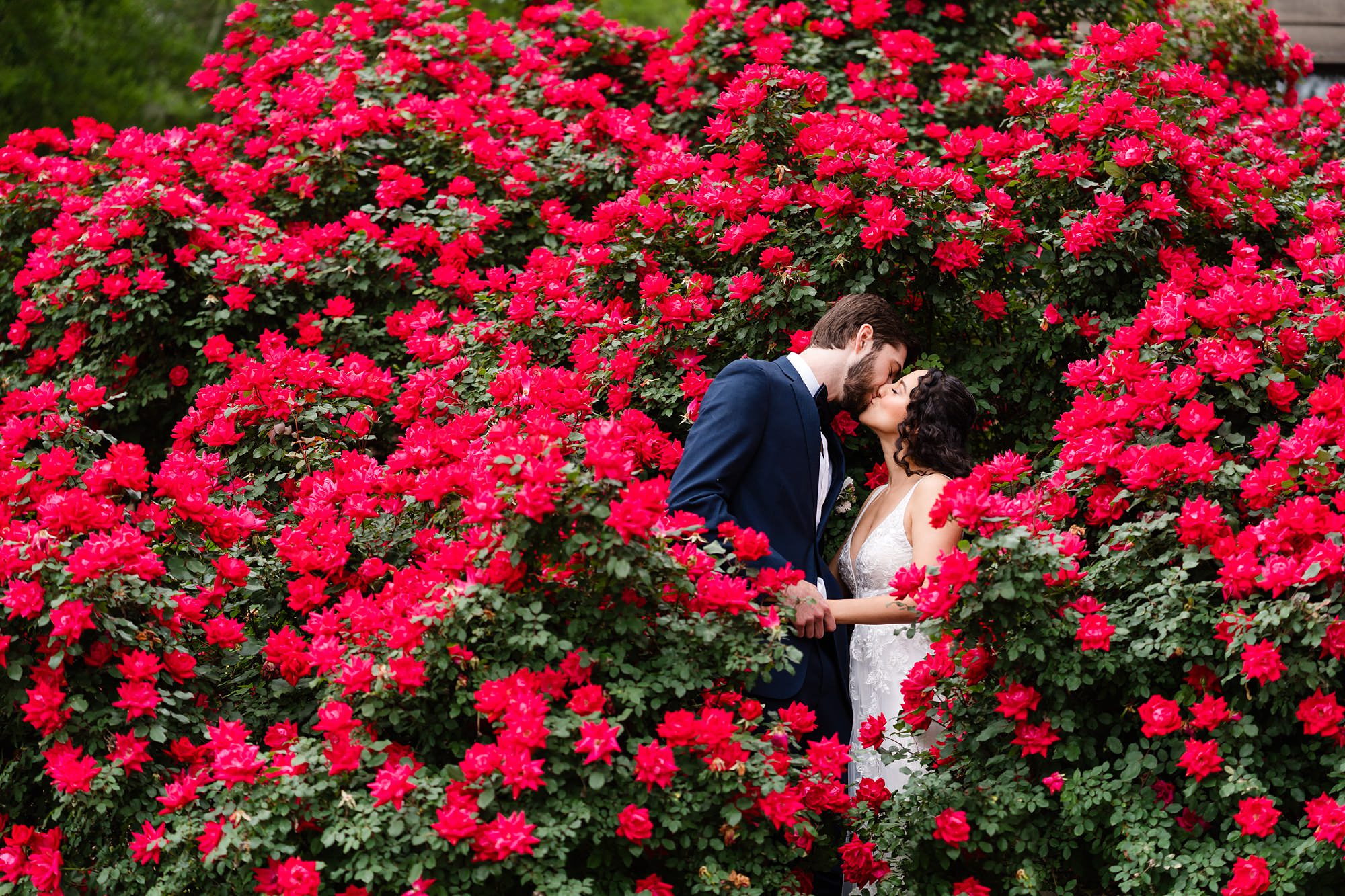 rose bushes bride groom elopement