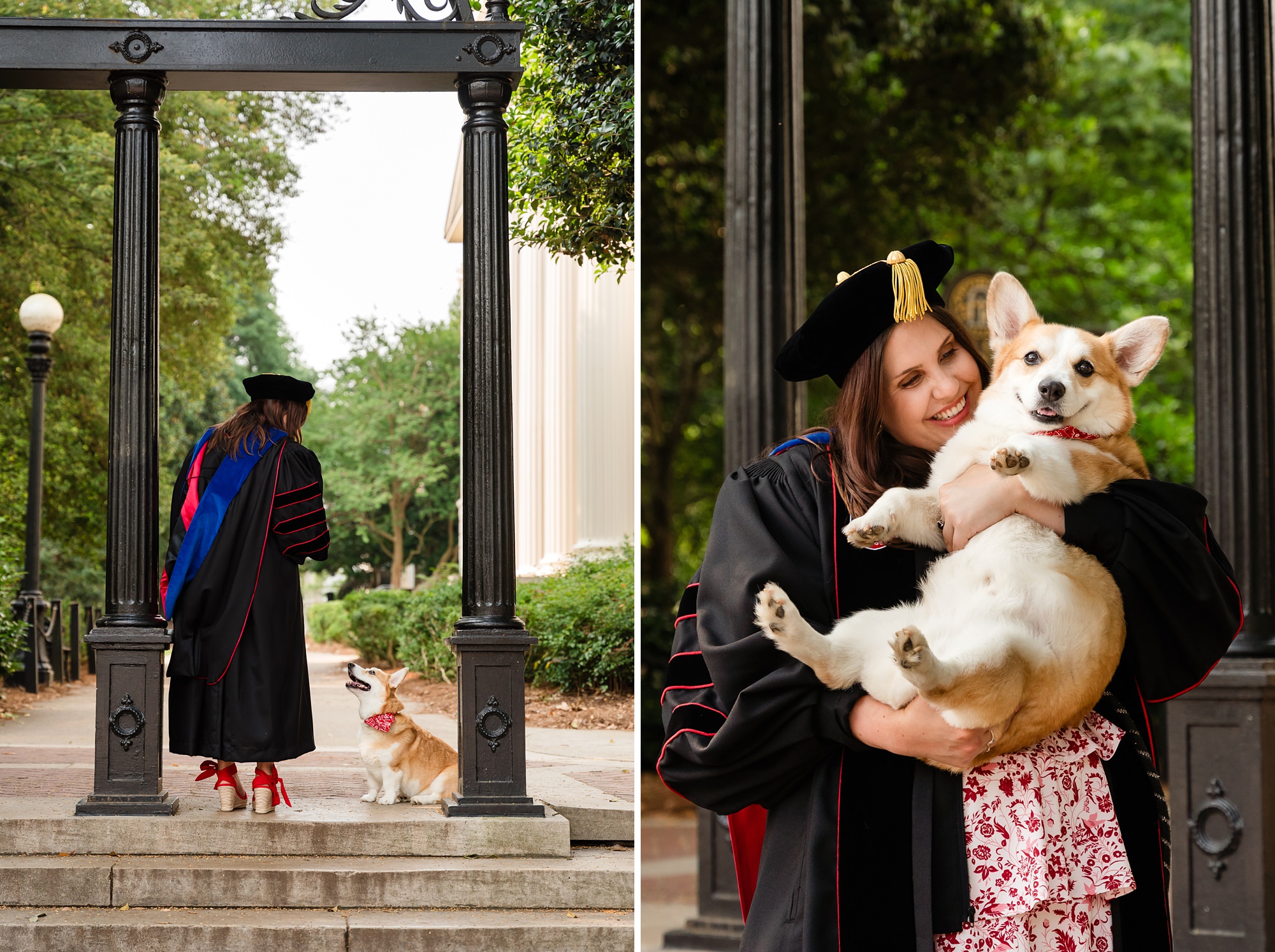 uga arch corgi dog senior graduation phd
