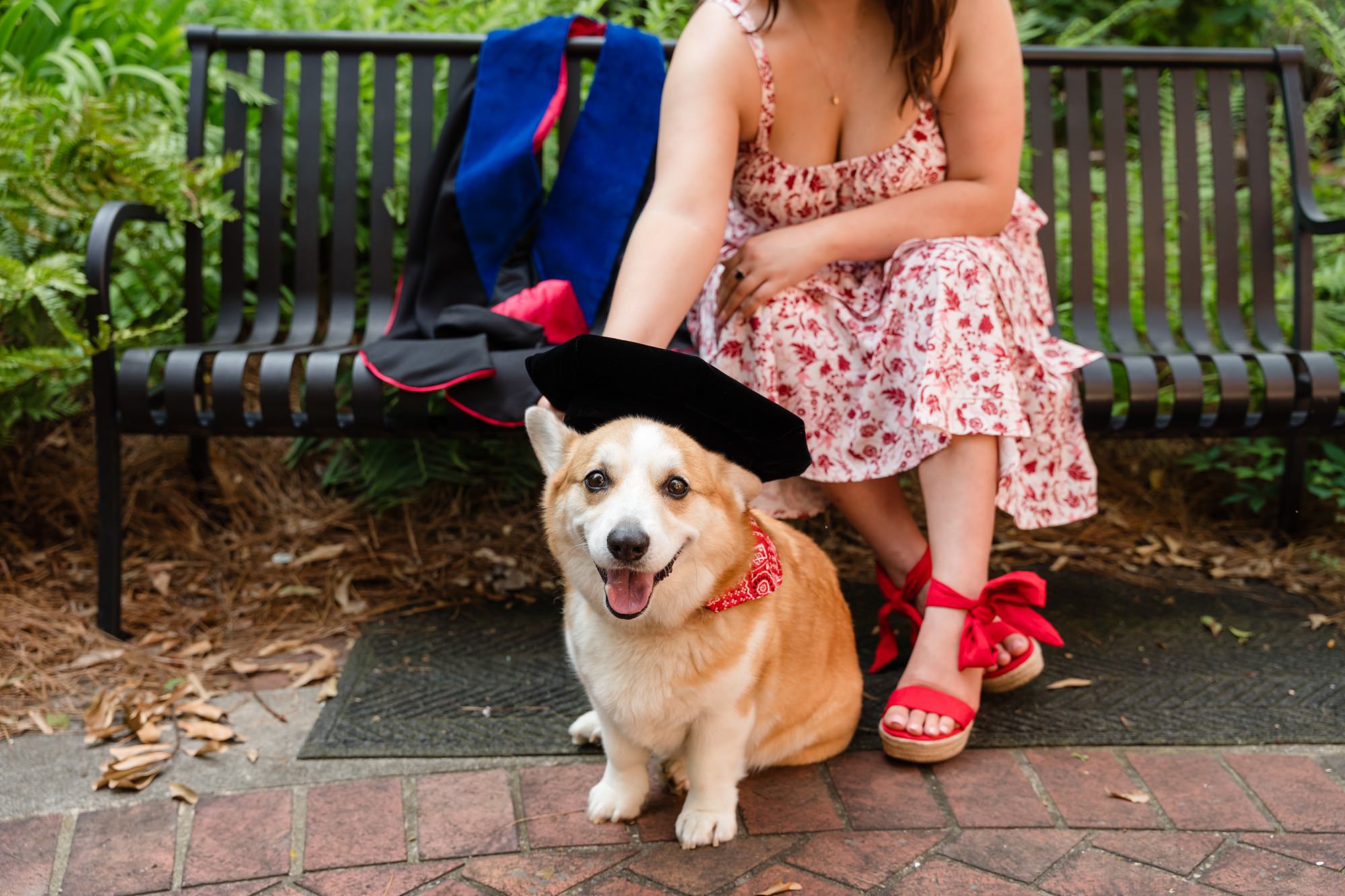 corgi dog regalia cap phd graduation