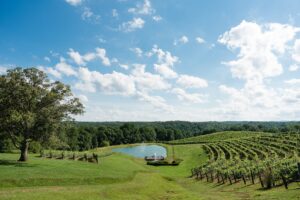 montaluce winery dahlonega vineyard
