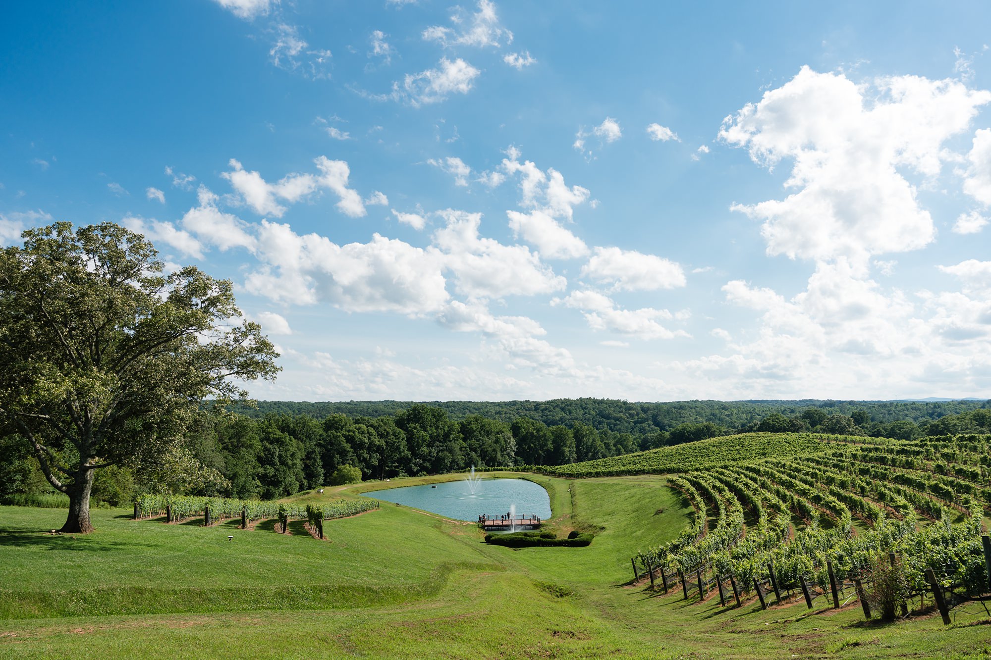 montaluce winery dahlonega vineyard