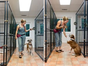 foster dogs athens georgia photographer