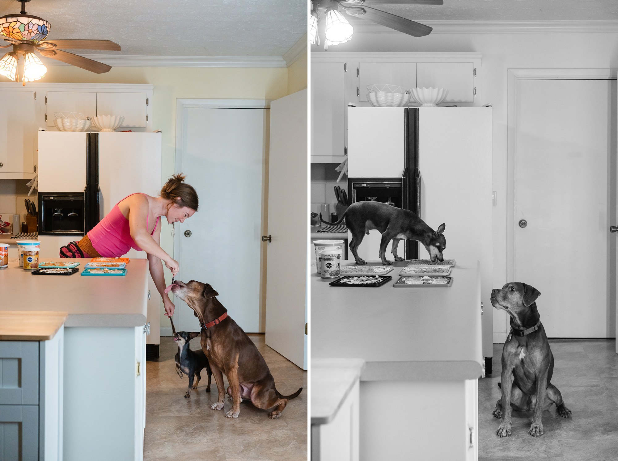lifestyle home dogs photographer georgia